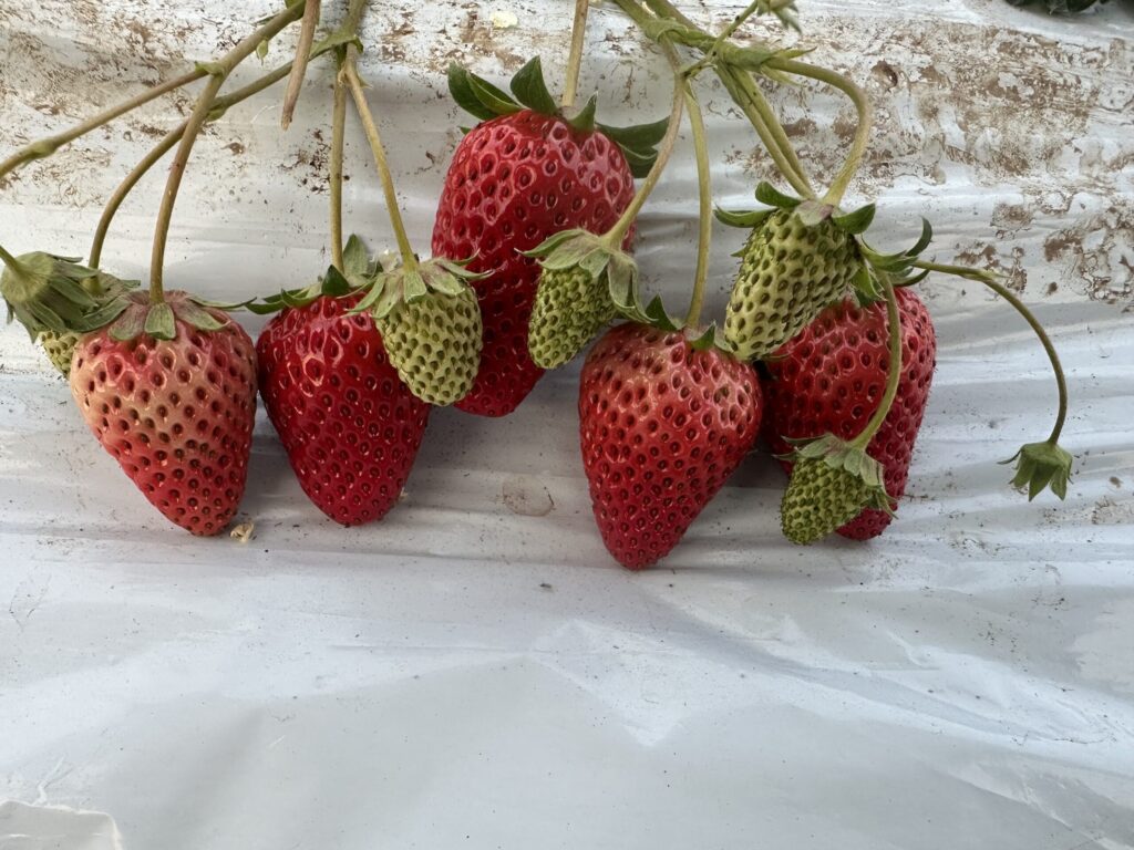 赤くなり始めた苺