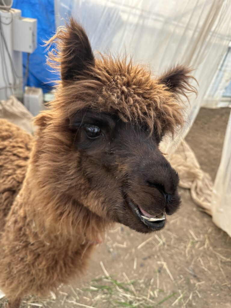 飼っているアルパカ