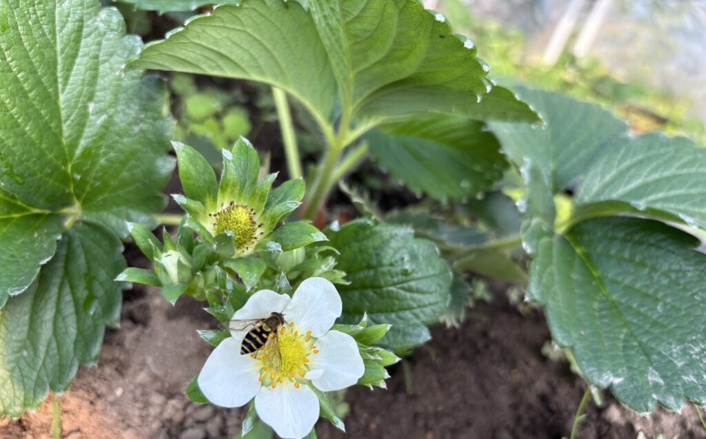 畑に咲いたイチゴの白い花