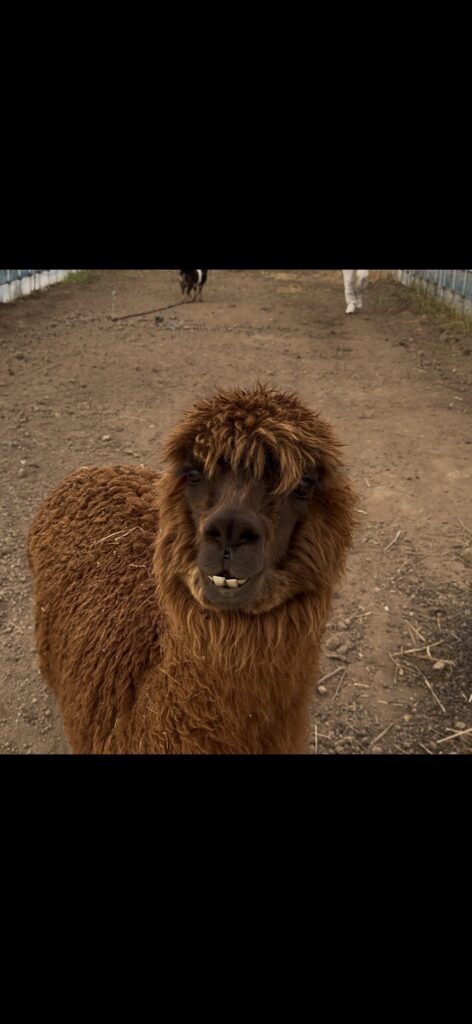 飼っているアルパカ。