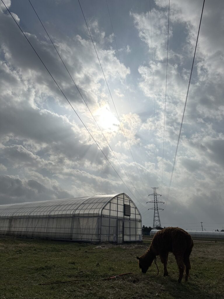 アルパカと太陽とビニールハウス