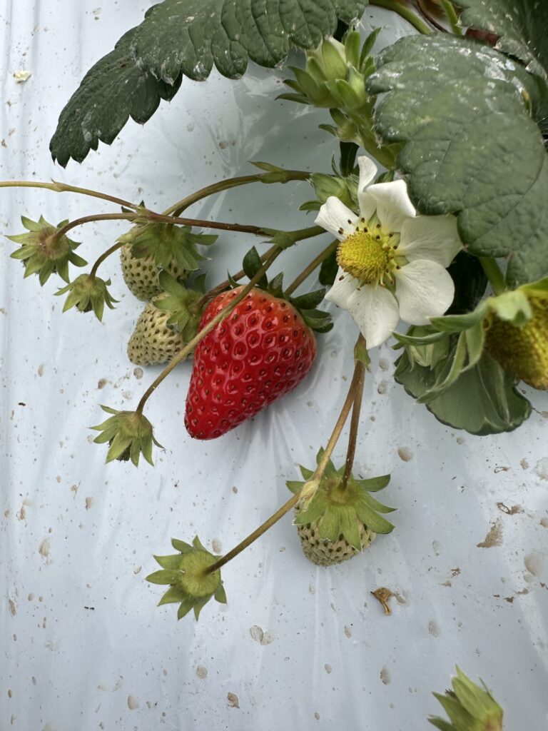 赤く実ったイチゴ