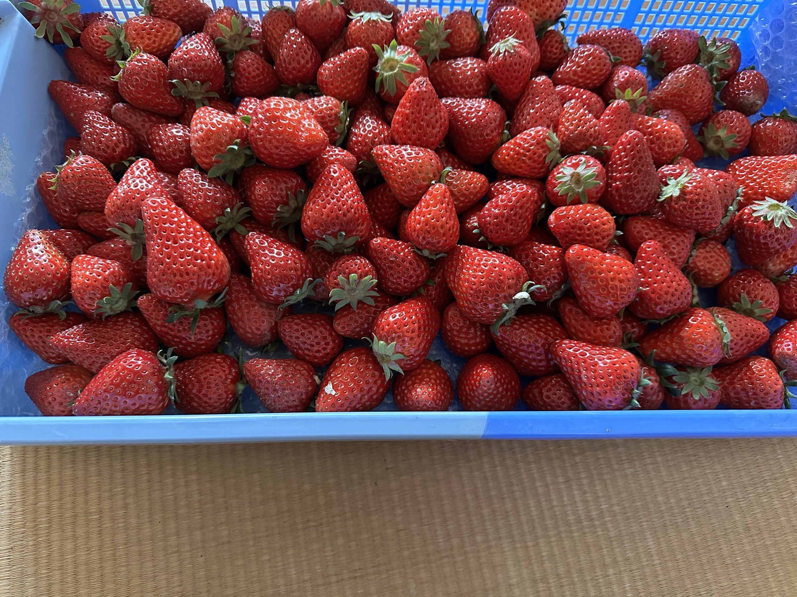 採れたてイチゴ