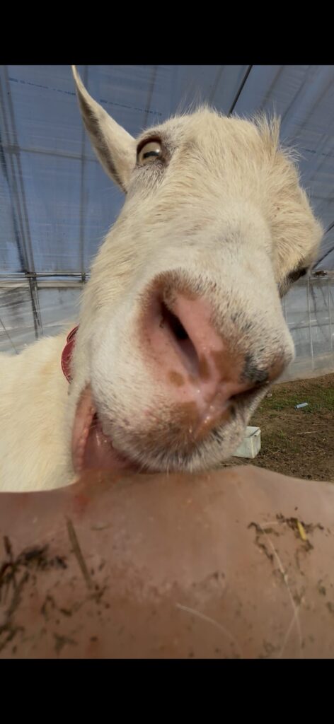 岩塩を舐めるヤギ