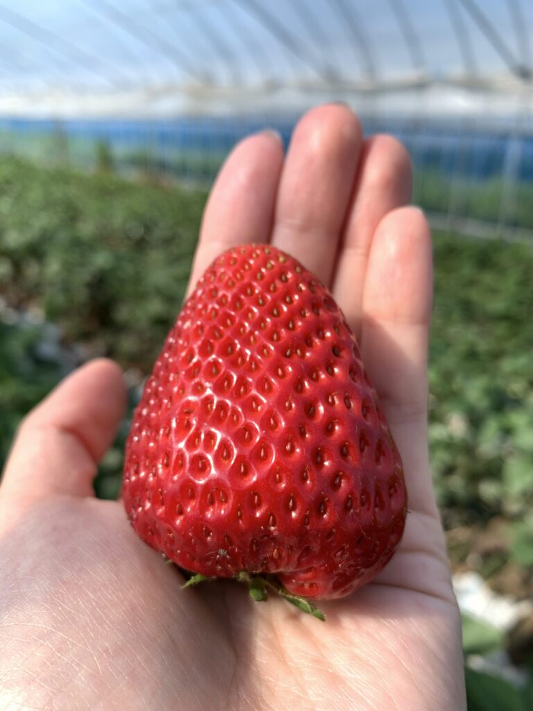 赤く染まったイチゴ