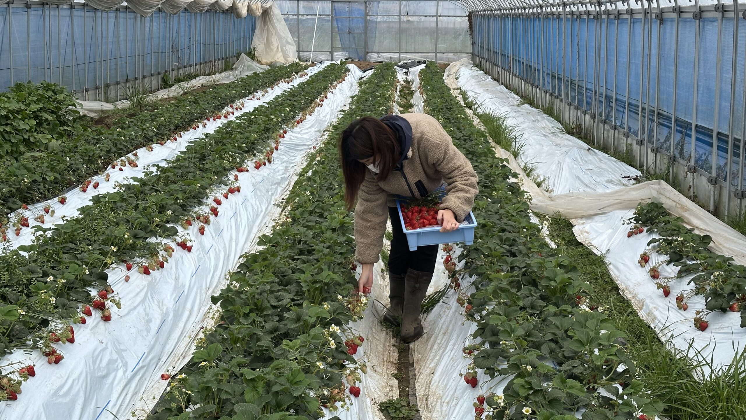 イチゴハウスで前かがみになって作業しているあきちゃんの写真
