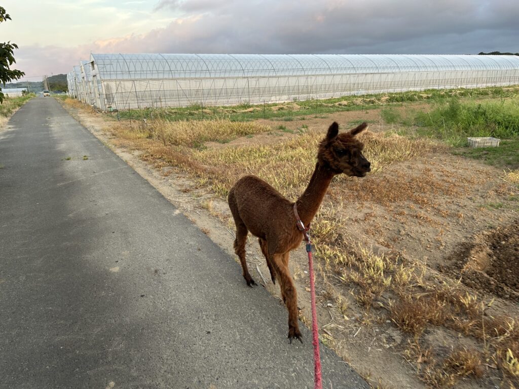 朝の畑でアルパカを散歩させている写真
